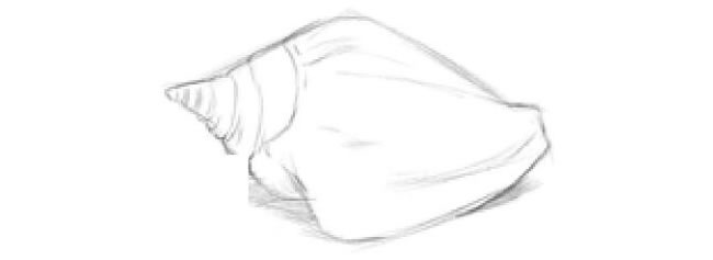 海螺的素描画法步骤03