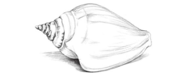 海螺的素描画法步骤05