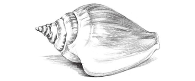 海螺的素描画法步骤06