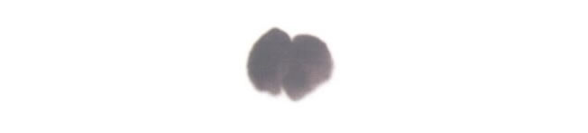 牛的儿童水墨画法步骤01