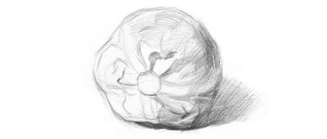卷心菜素描画法步骤02