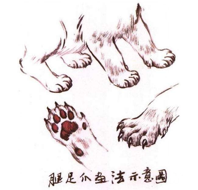 猫腿、猫足、猫爪水墨画法