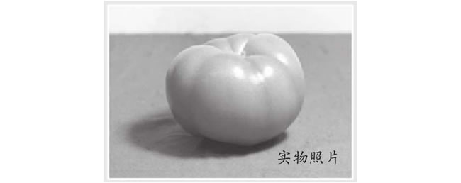 西红柿素描画法（二）