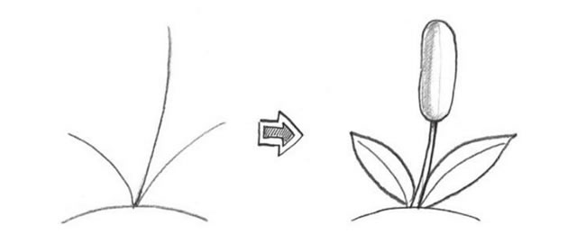 芦苇草的画法