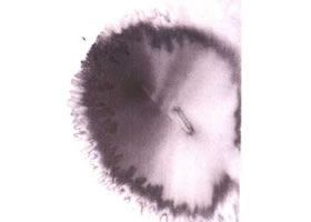 水墨画洗涤剂注水法
