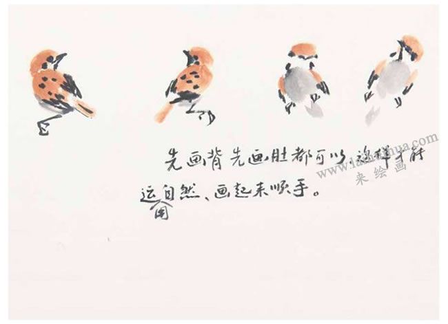 先画头、背、肚、翅等方法，麻雀写意画