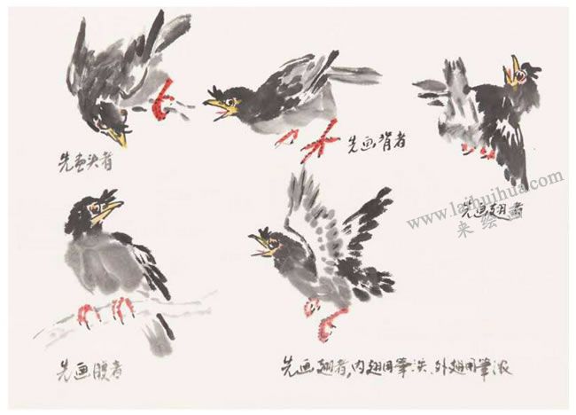 八哥的画法之二