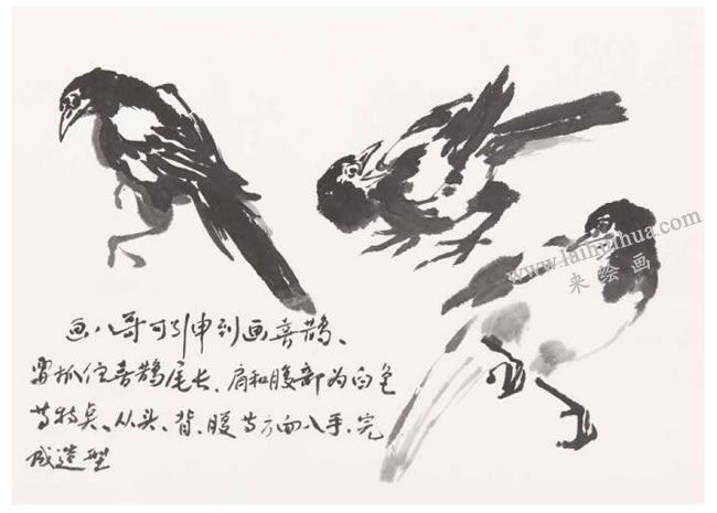 喜鹊的画法之一