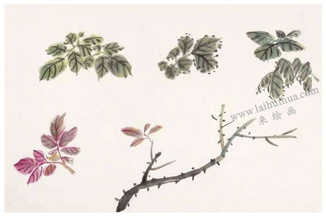 月季花叶的画法