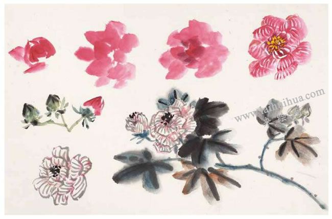 夫蓉花的画法01