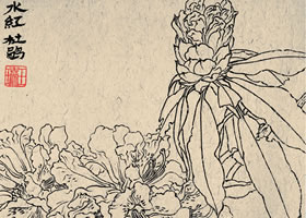 《水红杜鹃》白描花卉作品
