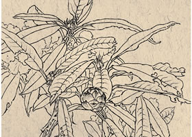 《马缨》白描花卉作品