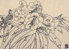 王瑛《露珠杜鹃》白描花卉作品
