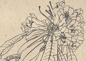 王瑛《马缨杜鹃》白描花卉作品