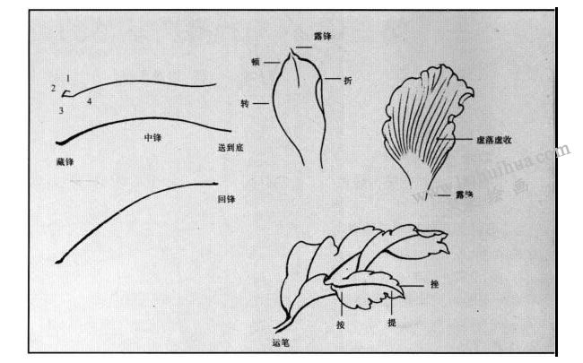 白描花卉用线的方法