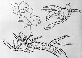 白描花卉基本技法