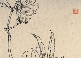 王瑛《水红杜鹃》白描花卉作品