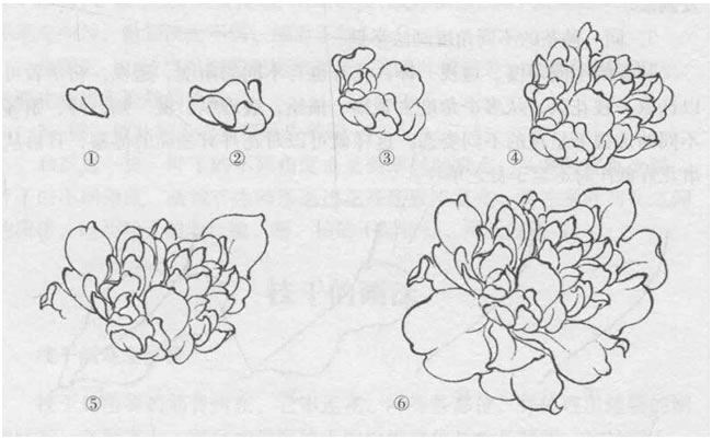 花朵白描的画法
