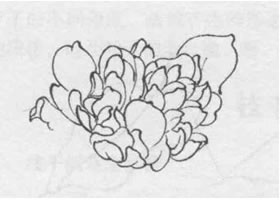 花朵白描的画法