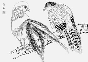 白描锦鸡的画法要点