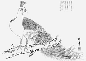 白描孔雀的画法要点