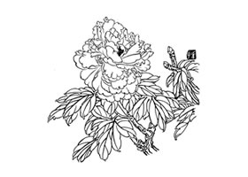 白描牡丹画法步骤