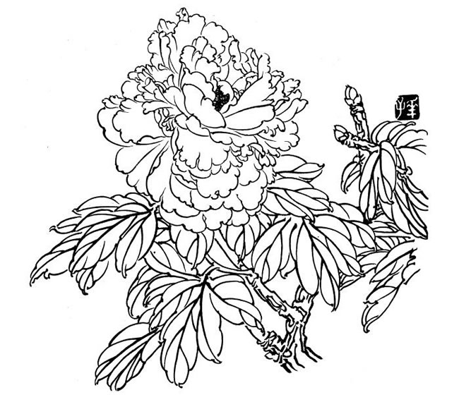 白描牡丹画法步骤
