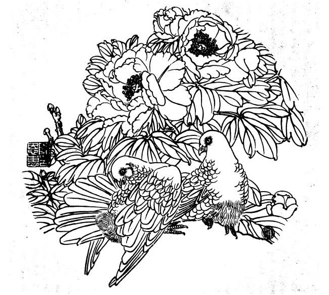 鸽子白描画法