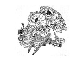 鸽子白描画法