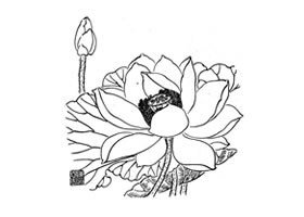 荷花白描画法