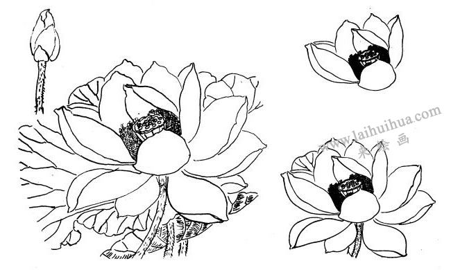 荷花白描画法步骤