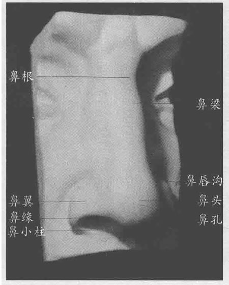 石膏鼻子素描画法