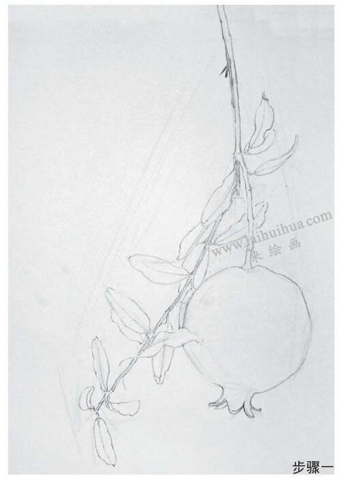 石榴素描画法步骤01