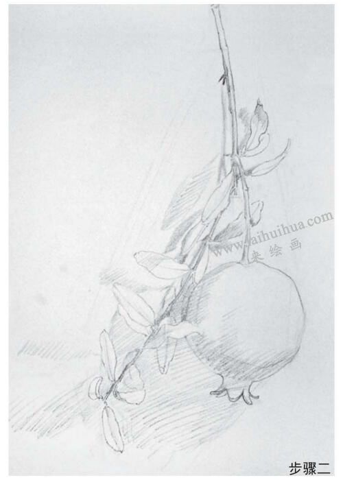 石榴素描画法步骤02