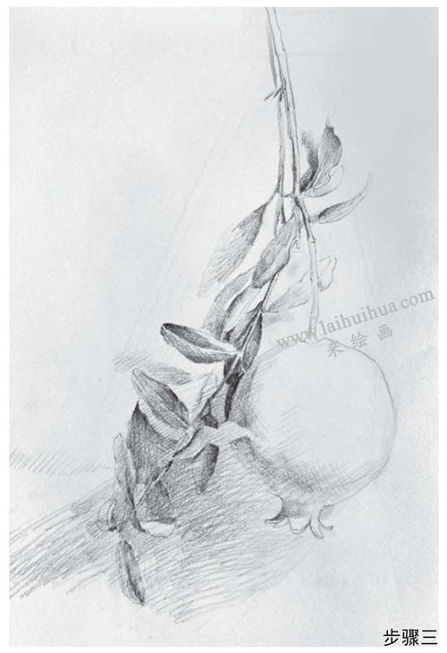 石榴素描画法步骤03