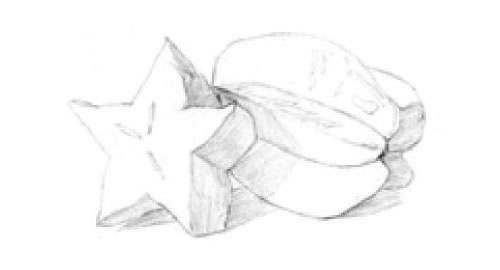 阳桃素描画法步骤01