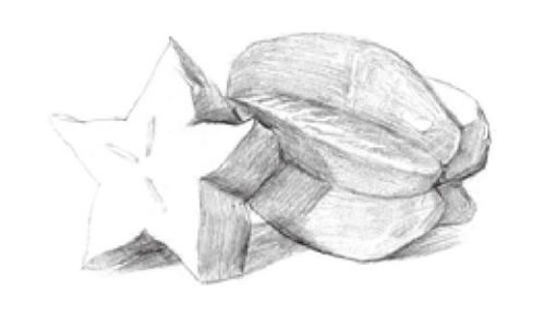 阳桃素描画法步骤02