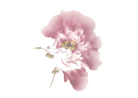 粉红牡丹花侧面写意画法