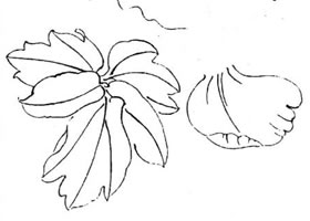 工笔牡丹线描教程