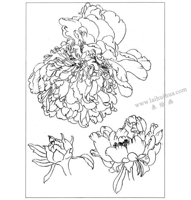 牡丹线描示意图二