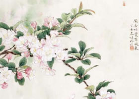 海棠花工笔画法（一）