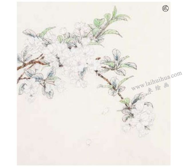 工笔海棠花画法步骤02