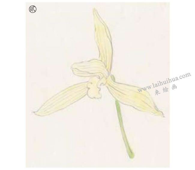兰花工笔画法步骤02