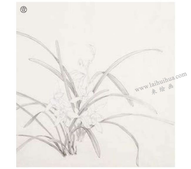 兰花工笔画法步骤01