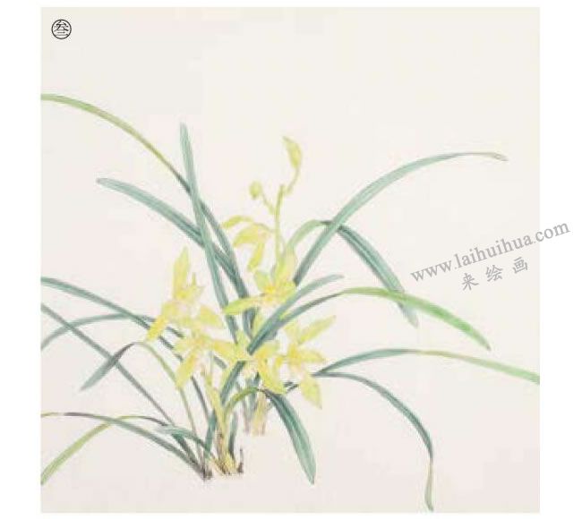 兰花工笔画法步骤03