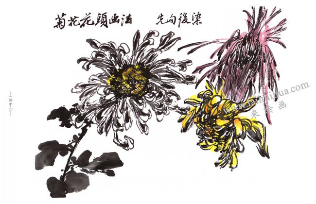 菊花花头的画法
