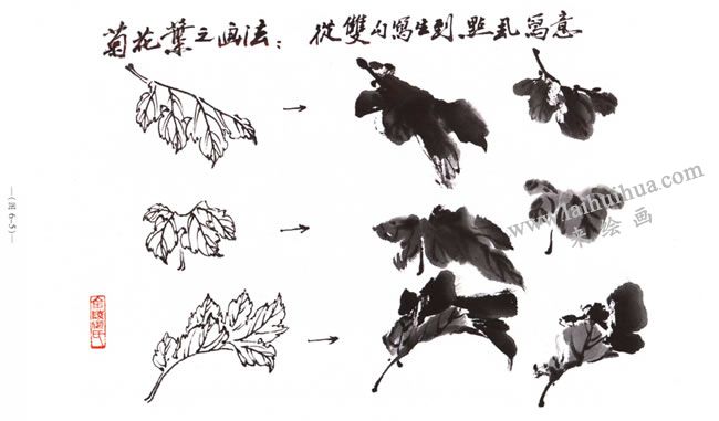 菊花花叶的画法