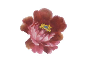 粉色牡丹花画法