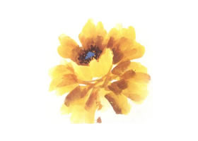 黄色牡丹花画法