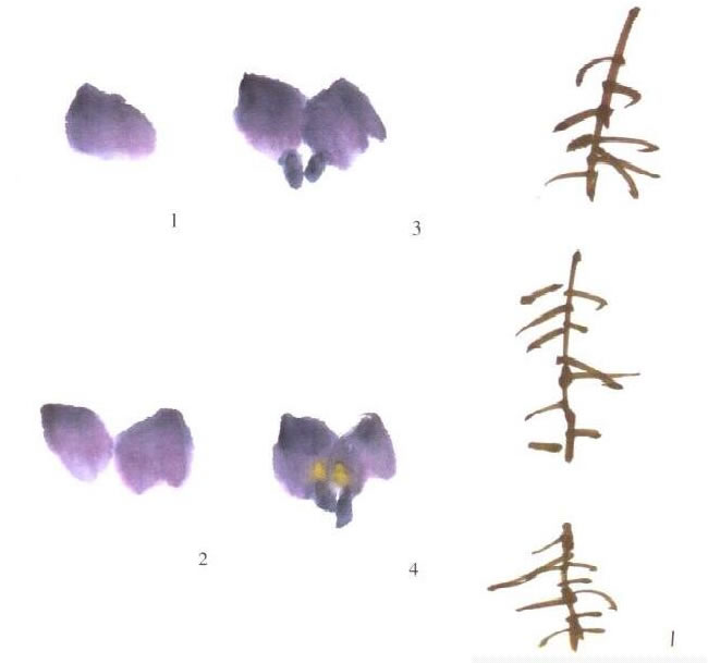 紫色紫藤花的画法